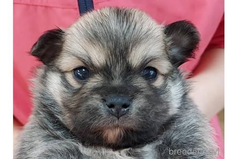 成約済の山口県のポメチワ:ポメラニアン×チワワ-204204の2枚目