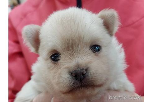 成約済の山口県のポメチワ:ポメラニアン×チワワ-204205の2枚目