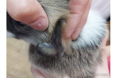 成約済の山口県のウェルシュコーギーペンブローク-204216の2枚目