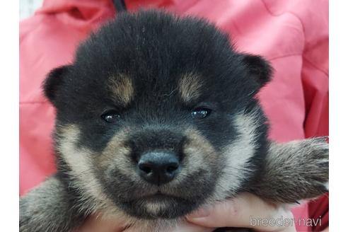 成約済の山口県の柴犬-204218の2枚目