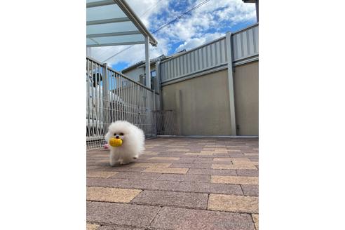 成約済の岡山県のポメラニアン-204298の26枚目