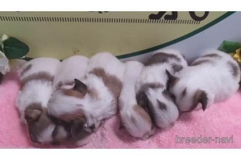子犬