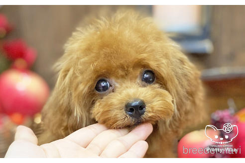 成約済の愛知県のティーカッププードル-187780の1枚目