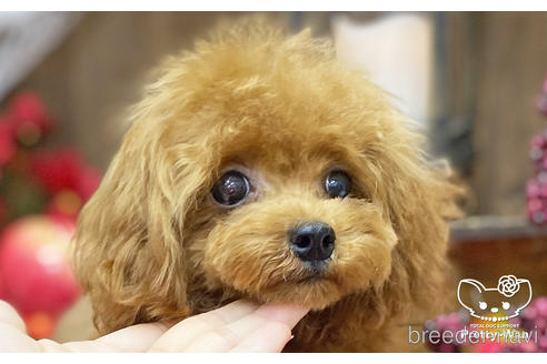 成約済の愛知県のティーカッププードル-187780の2枚目