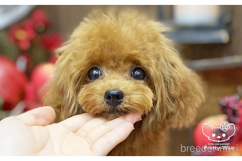 成約済の愛知県のティーカッププードル-187780の3枚目