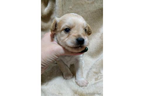 成約済の福岡県のチワプー:チワワ×トイプードル-203330の7枚目