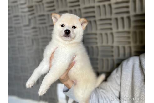 成約済の茨城県の柴犬-204456の1枚目