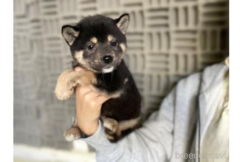 成約済の茨城県の柴犬-204228の2枚目