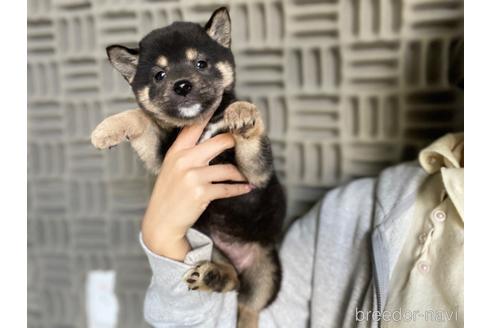 成約済の茨城県の柴犬-204228の1枚目