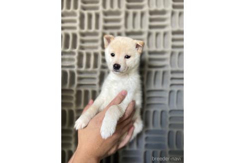 成約済の茨城県の柴犬-204457の1枚目