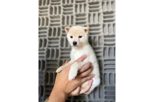 成約済の茨城県の柴犬-204457の3枚目