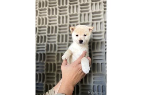 成約済の茨城県の柴犬-204457の2枚目