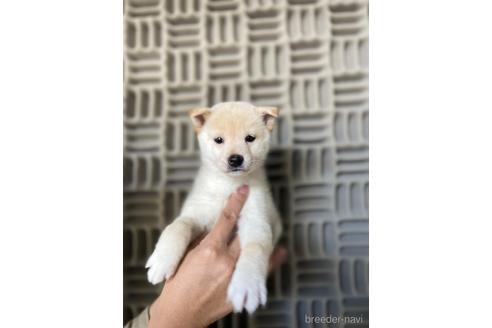 成約済の茨城県の柴犬-204457の4枚目