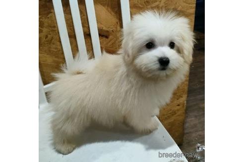 成約済の岐阜県のミックス犬-204471の1枚目