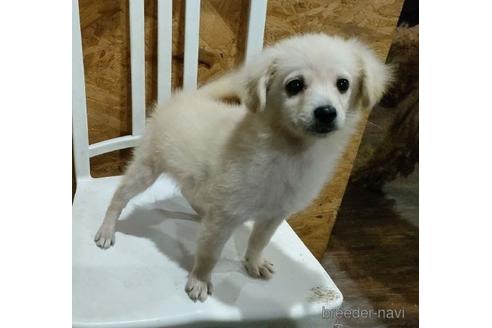 成約済の岐阜県のミックス犬-204475の1枚目