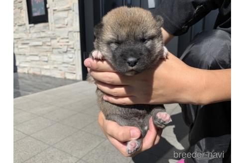 成約済の長崎県の柴犬-204478の2枚目