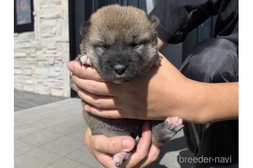 成約済の長崎県の柴犬-204478の3枚目