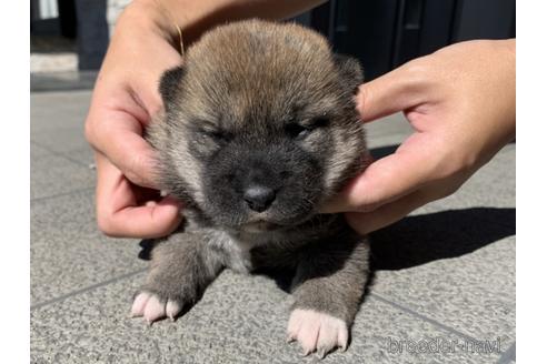 成約済の長崎県の柴犬-204478の4枚目