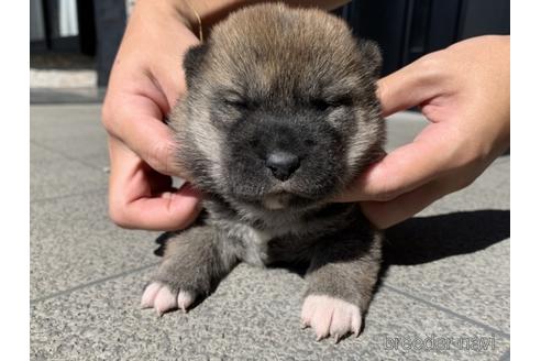 成約済の長崎県の柴犬-204478の5枚目
