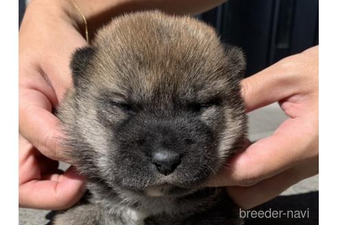 成約済の長崎県の柴犬-204478の1枚目
