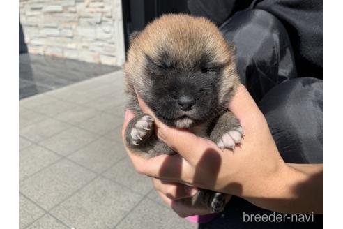 成約済の長崎県の柴犬-204479の2枚目