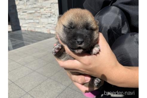 成約済の長崎県の柴犬-204479の3枚目