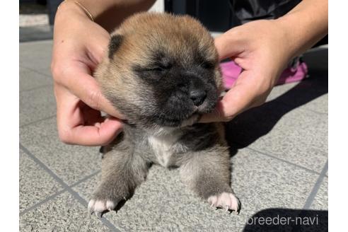 成約済の長崎県の柴犬-204479の4枚目