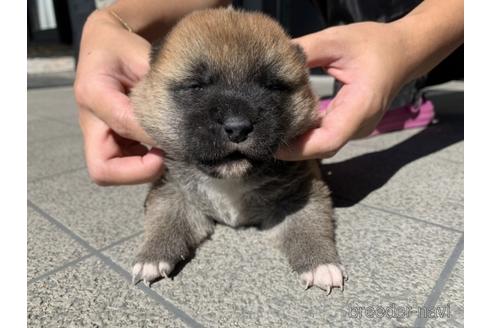 成約済の長崎県の柴犬-204479の5枚目