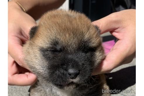 成約済の長崎県の柴犬-204479