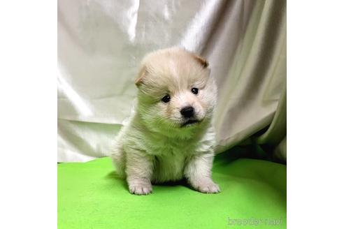 成約済の茨城県のミックス犬-204497の20枚目