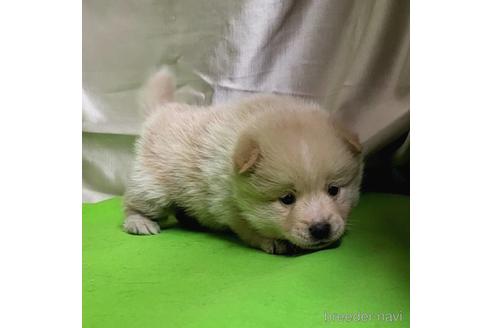 成約済の茨城県のミックス犬-204497の19枚目