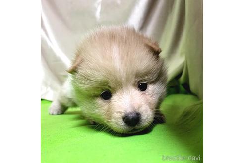 成約済の茨城県のミックス犬-204497の18枚目