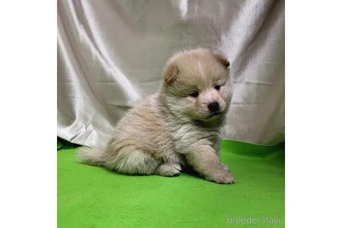 成約済の茨城県のミックス犬-204497の17枚目