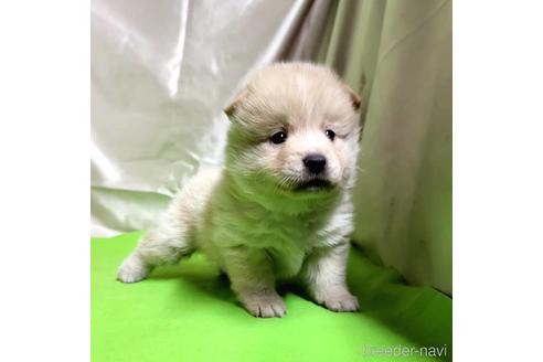 成約済の茨城県のミックス犬-204497の16枚目