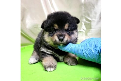 成約済の茨城県のミックス犬-204503の20枚目