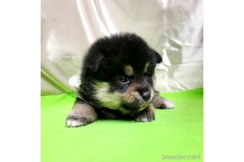 成約済の茨城県のミックス犬-204503の19枚目