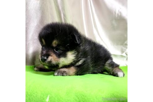 成約済の茨城県のミックス犬-204503の18枚目