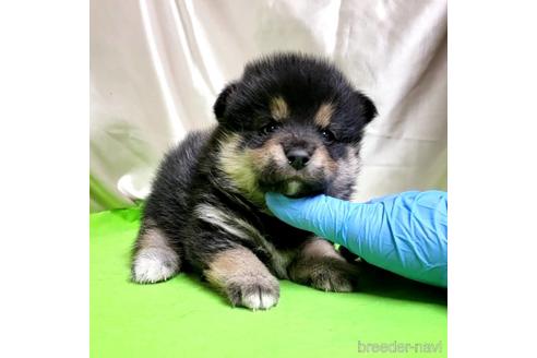 成約済の茨城県のミックス犬-204503の17枚目