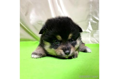 成約済の茨城県のミックス犬-204503の16枚目