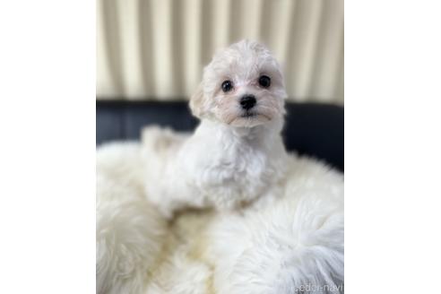 成約済の茨城県のマルプー:マルチーズ×トイプードル-202572の6枚目