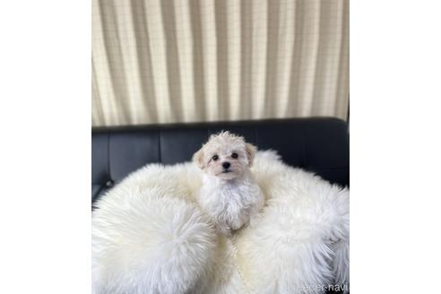 成約済の茨城県のマルプー:マルチーズ×トイプードル-202572の5枚目