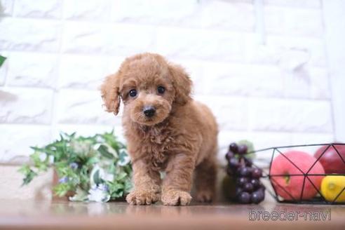 成約済の滋賀県のトイプードル-202398