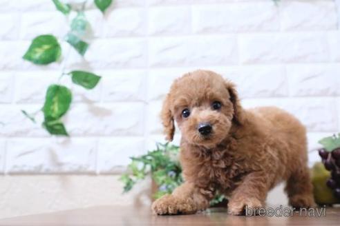 成約済の滋賀県のトイプードル-202398の6枚目