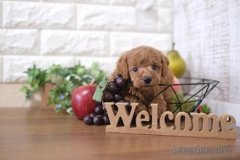 成約済の滋賀県のトイプードル-202398の3枚目