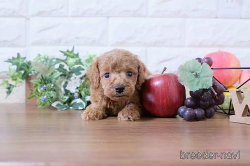 成約済の滋賀県のトイプードル-202398の2枚目