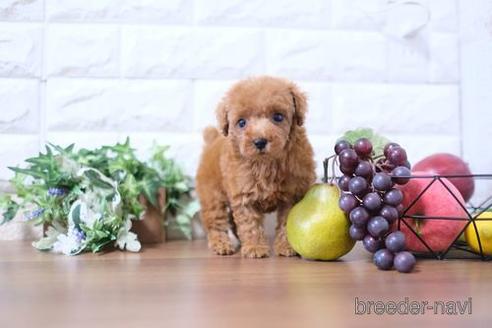 成約済の滋賀県のトイプードル-202400の1枚目