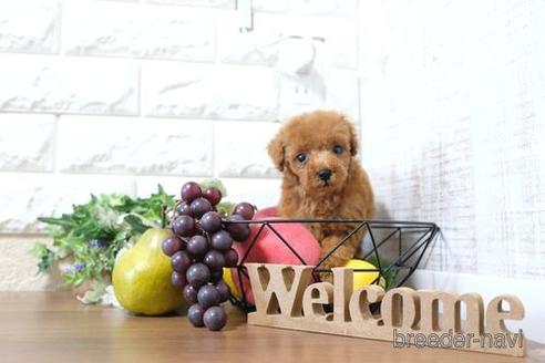 成約済の滋賀県のトイプードル-202400の6枚目