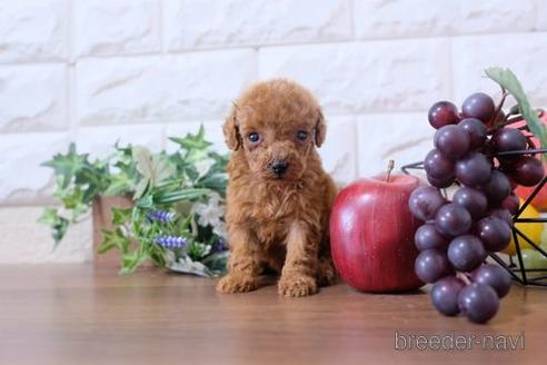 成約済の滋賀県のトイプードル-202400の3枚目