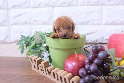 成約済の滋賀県のトイプードル-202400の2枚目