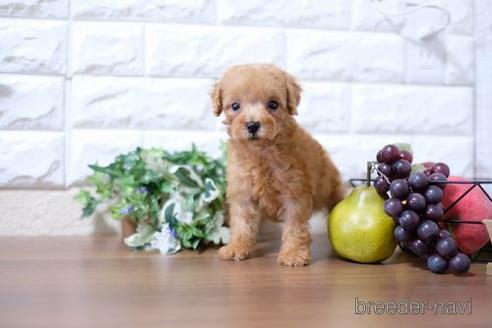 成約済の滋賀県のトイプードル-202401の1枚目